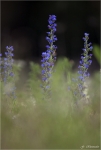 Gewoehnlicher_Natternkopf-Echium_vulgare.jpg