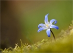 Gewoehnlicher_Schneestolz-Chionodoxa_luciliae-April_2015.jpg
