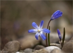 Gewoehnlicher_Schneestolz-Chionodoxa_luciliae-Maerz_2015.jpg