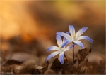 Gewoehnlicher_Schneestolz-Chionodoxa_luciliae.jpg
