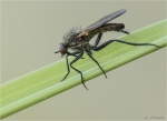 Gewuerfelte_Tanzfliege-empis_tesselata-07_05_2018.jpg