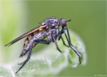 Gewuerfelte_Tanzfliege-empis_tesselata-10_05_2015.jpg