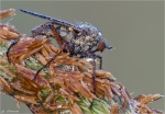 Gewuerfelte_Tanzfliege-empis_tesselata.jpg