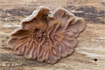 Gezonter_Ohrlappenpilz-2013.jpg