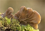 Gezonter_Ohrlappenpilz-Auricularia_mesenterica-Maerz_2017.jpg