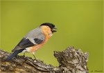 Gimpel-Dompfaff-Maennchen-eurasian_bullfinch-10_06_2016.jpg