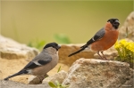 Gimpel-eurasian_bullfinch-Maennchen_und_Weibchen-11_06_2016.jpg