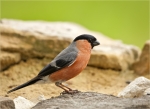 Gimpel-eurasian_bullfinch-auf_Sandstein-Mai_2016.jpg