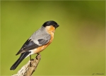 Gimpel-eurasian_bullfinch-maennlich-06_07_2016.jpg