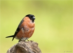 Gimpel-eurasian_bullfinch-maennlich-07_Juni_2017.jpg