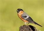 Gimpel-eurasian_bullfinch-maennlich-10_06_2016.jpg