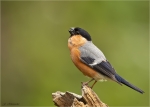 Gimpel-eurasian_bullfinch-maennlich-17_06_2016.jpg