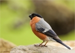 Gimpel-eurasian_bullfinch-maennlich-23_05_2016.jpg