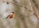 Gimpel-eurasian_bullfinch-maennlich-27_11_2017.jpg