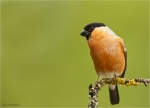 Gimpel-eurasian_bullfinch-maennlich-Dompfaff.jpg