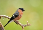 Gimpel-eurasian_bullfinch-maennlich-im_Regen.jpg