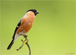 Gimpel-eurasian_bullfinch-maennlich.jpg