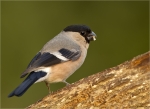 Gimpel-eurasian_bullfinch-weiblich-10_06_2016.jpg