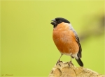 Gimpel-maennlich-eurasian_bullfinch.jpg