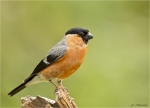 Gimpelhahn-eurasian_bullfinch-17_06_2016.jpg