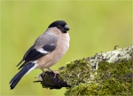 Gimpelhenne-eurasian_bullfinch.jpg