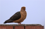 Gimpeltaube-Farbtaube.jpg