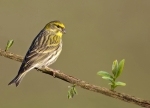 Girlitz-Maerz_2016-european_Serin.jpg