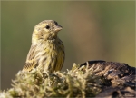 Girlitz-european_Serin-01_10_2015.jpg