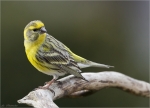 Girlitz-european_Serin-03_04_2015.jpg