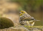 Girlitz-european_Serin-06_11_2017.jpg