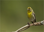 Girlitz-european_Serin-08_05_2019.jpg