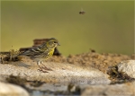 Girlitz-european_Serin-10_04_2020.jpg