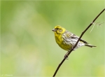 Girlitz-european_Serin-10_05_2014.jpg