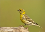 Girlitz-european_Serin-10_April_2017.jpg