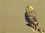 Girlitz-european_Serin-26_03_2016.jpg