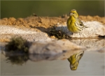 Girlitz-european_Serin-Maennchen-04_04_2020.jpg