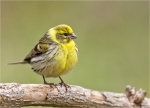 Girlitz-european_Serin-Maennchen-2015.jpg