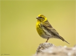 Girlitz-european_Serin-Maennchen-25_06_2018.jpg