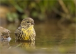 Girlitz-european_Serin-im_Wasser-06_11_2017.jpg