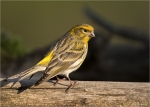 Girlitz-european_Serin-maennlich-06_04_2020.jpg