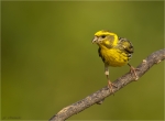 Girlitz-european_Serin-maennlich-21_06_2017.jpg