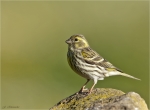 Girlitz-european_Serin-weiblich-11_04_2017.jpg