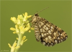 Gitterspanner-Chiasmia_clathrata-17_06_2017.jpg