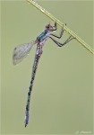 Glaenzende_Binsenjungfer-Lestes_dryas.jpg