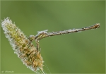 Glaenzende_Binsenjungfer-Lestes_dryas_2013.jpg