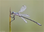 Glaenzende_Binsenjungfer_Lestes_dryas-2014.jpg