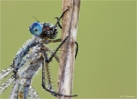 Glaenzenden_Binsenjungfer-Lestes_dryas-Weibchen-Portrait.jpg