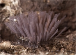 Glanzstielige_Fadenstaeubchen-Stemonitis_axifera.jpg