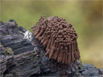 Glanzstieliges_Fadenstaeubchen-Stemonitis_axifera-02_06_2016.jpg
