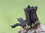 Glanzstieliges_Fadenstaeubchen-Stemonitis_axifera-05_06_2016.jpg